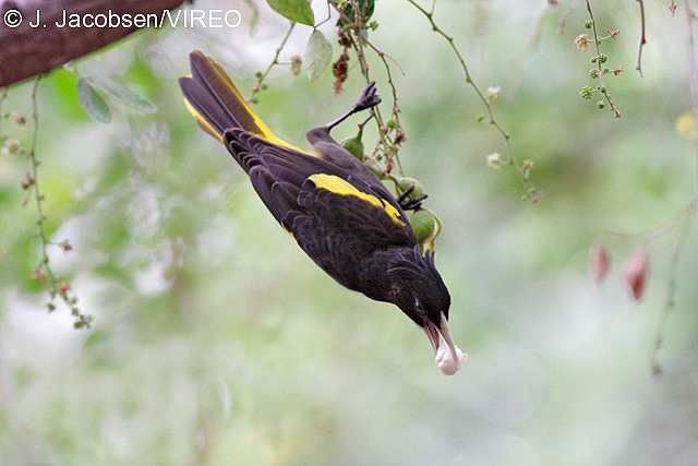 Yellow-winged Cacique j10-1-022.jpg